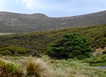 See World's Loneliest Tree, Campbell Island, New Zealand