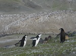 See Baily Head Chinstrap Penguins, Deception Island, Antarctica