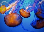 Visit Monterey Bay Aquarium, Monterey, California