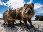 See a Quokka