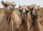 Visit Al Ain Camel Market, Al Ain, UAE