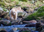 Explore Great Bear Rainforest, British Columbia, Canada