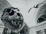 Visit Field Museum of Natural History, Chicago, Illinois