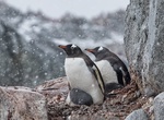 Visit Petermann Island, Graham Land, Antarctica
