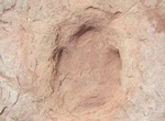 Visit Willow Springs Dinosaur Tracks, Moab, Utah