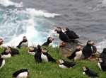 See Puffins at Mykines and Mykineshólmur, Faroe Islands