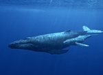 Visit Hawaiian Islands Humpback Whale National Marine Sanctuary (HIHWNMS), Maui