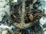 Find Parker Shipwreck, Kure Atoll, Northwestern Hawaiian Islands