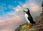 Visit Heimaey Island Puffin Lookout, Heimaey Island, Iceland