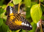 Visit Butterfly World, Coombs