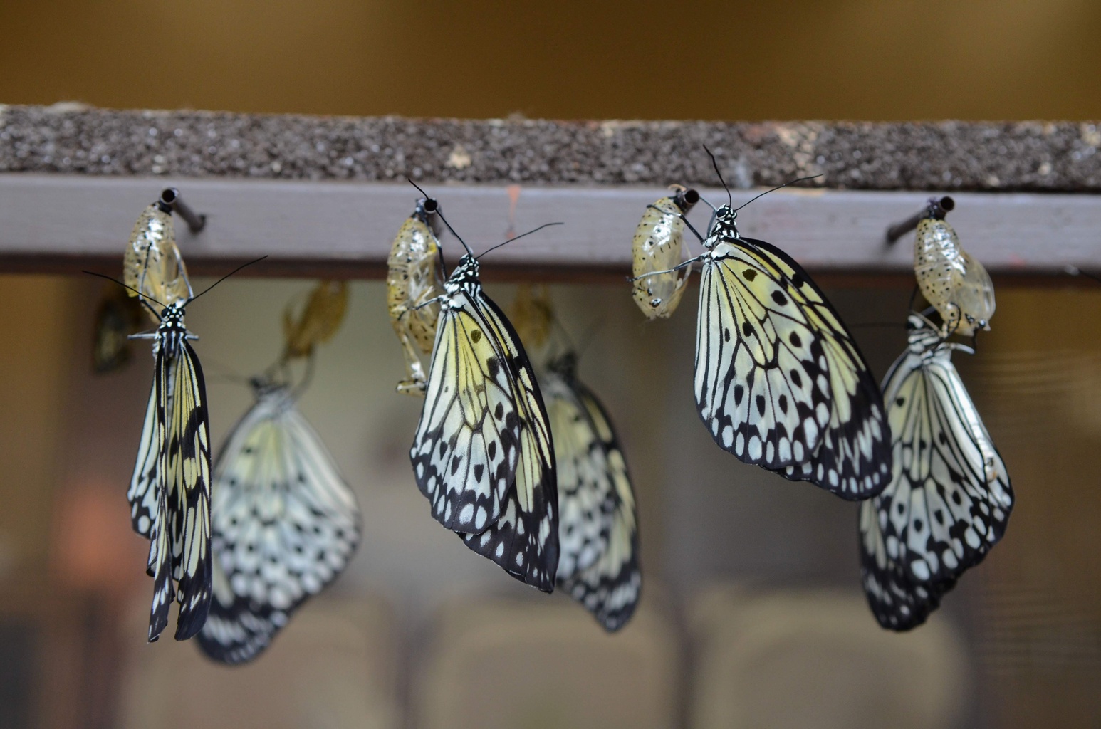Cambridge Butterfly Conservatory