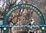 See Tadpole Playground Sign, Boston, Massachusetts