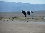 See Big Bovine of The Desert, Amargosa Valley, Nevada