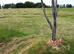 Visit The Danger Tree, Beaumont-Hamel Newfoundland Memorial, France