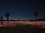 See Field of Light Uluru, Yulara, Northern Territory, Australia