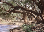 Visit Combo Waterhole, Queensland, Australia