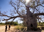 See Boab Prison Tree in Wyndham, Western Australia