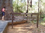 See King Jarrah Tree, Pemberton, Western Australia