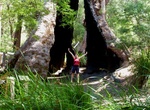 See The Giant Tingle Tree, Walpole, Western Australia