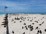 Visit Michaelmas Cay, Queensland, Australia