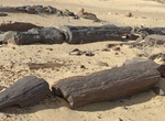 Visit The Petrified Forest of Fayoum, Faiyum, Egypt