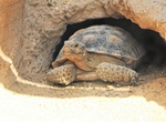 See a Desert Tortoise