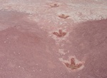 See Navajo Moenave Dinosaur Tracks, Tuba City, Arizona