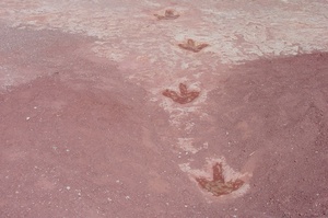 Navajo Dinosaur Tracks A Moenave Journey Through Time - yfxuunz