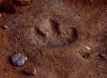 See Buckhorn Dinosaur Track, San Rafael Swell, Utah