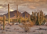 Explore Organ Pipe Cactus National Monument, Arizona