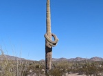 See Caspers Cactus, Sonoran Desert National Monument, Arizona