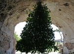 See Upside-Down Fig Tree, Baiae, Naples, Italy
