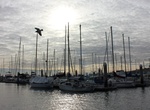 Visit Pillar Point Harbor, California