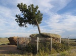 Visit Tree In The Rock, Buford, Wyoming