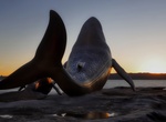 See Whale Sculpture Kurnell, Kurnell, New South Wales, Australia