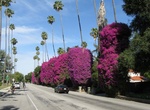 See Glendora Bougainvillea, Glendora, California