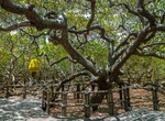 See Cashew of Pirangi (Maior Cajueiro do Mundo), Rio Grande do Norte, Brazil