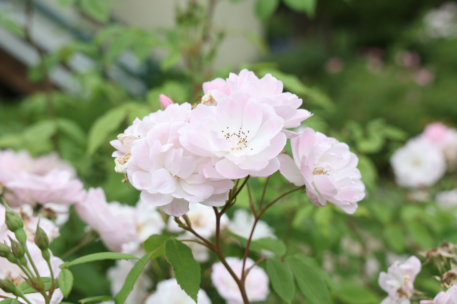 Jean Baptiste Vallé Gardens