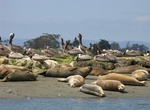 Explore Elkhorn Slough National Estuarine Research Reserve, Watsonville, California