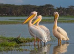 Explore Kenya Lake System in the Great Rift Valley, Kenya (UNESCO sites)