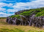 See Slope Point Trees, New Zealand