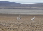 Explore Qausuittuq National Park, Nunavut, Canada