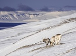 Explore Sassen–Bünsow Land National Park, Spitsbergen, Svalbard, Norway