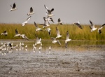 Explore Nal Sarovar Bird Sanctuary, Gujarat, India