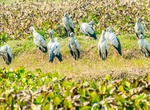 Visit Kumarakom Bird Sanctuary, Kerala, India