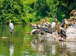 Visit Ranganathittu Bird Sanctuary, Karnataka, India