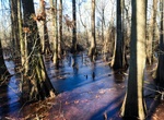 Explore Beaver Creek Swamp, Alabama
