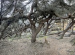 Explore Pygmy Forest at Jug Handle State Natural Reserve, California