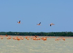 Explore Ría Celestun Biosphere Reserve, Celestún, Yucatán