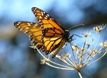 Visit Pismo State Beach Monarch Butterfly Grove, California